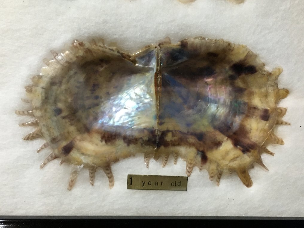 Pearl Allestimento tassidermico a corpo intero - Cultured Pearl - 19 cm - 3 cm - 467 cm - Specie non CITES - 1 #3.2