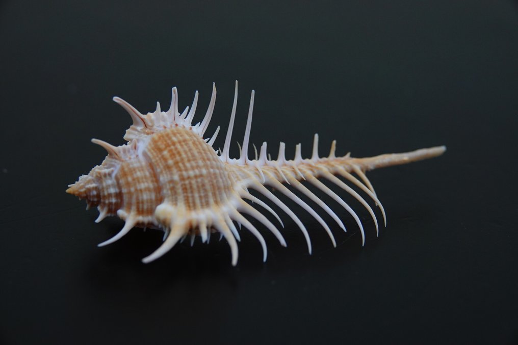 分支的Murex 蛤 - Chicocereus ramosus  (没有保留价) #3.2