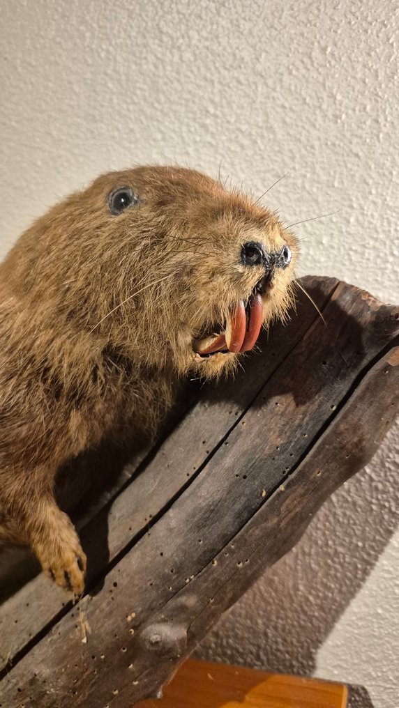 Ragondin Taxidermie montură corp întreg - Myocastor coypu - superbe spécimen adulte entier - ENVOI GRATUIT dans l'UE !!!! - 37 cm - 53 cm - 33 cm - Speciile Non-CITES #3.2