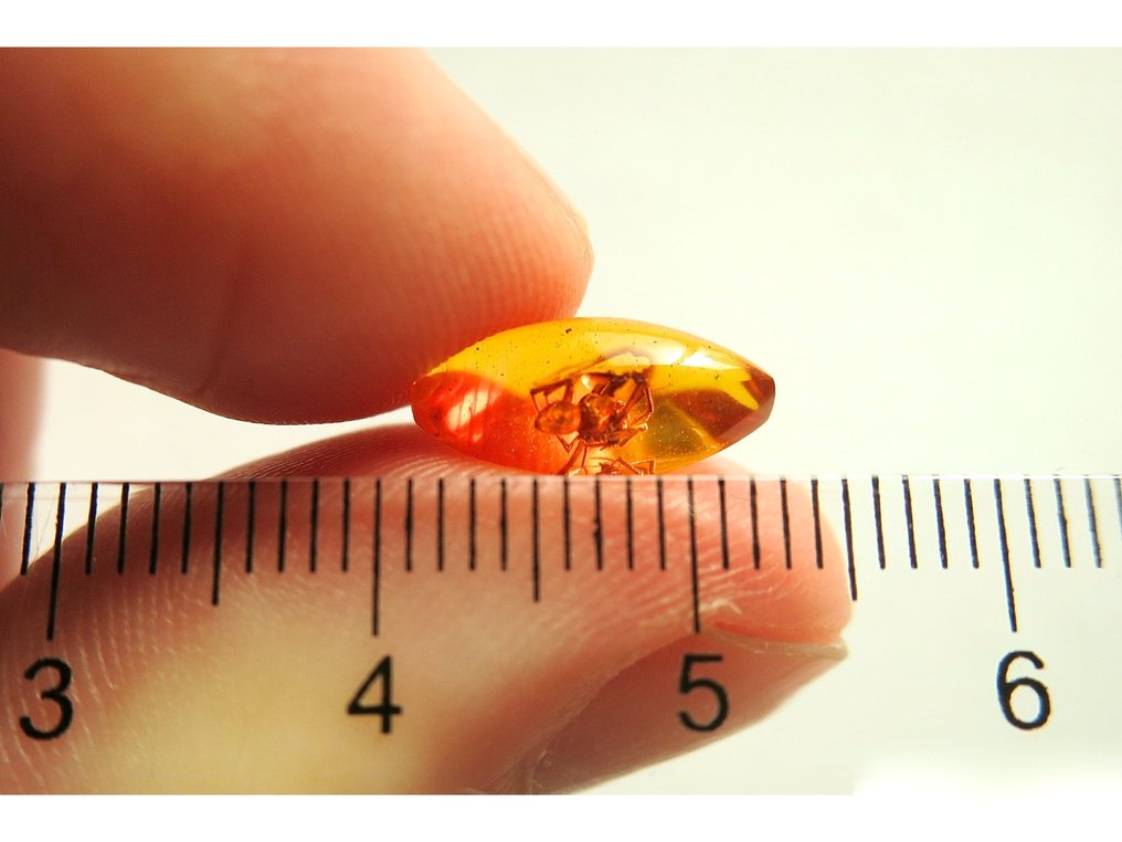 Amber - Amber - Spider - Main inclusion is 4mm - 12 mm - 4 mm  (Sin precio de reserva) #2.1