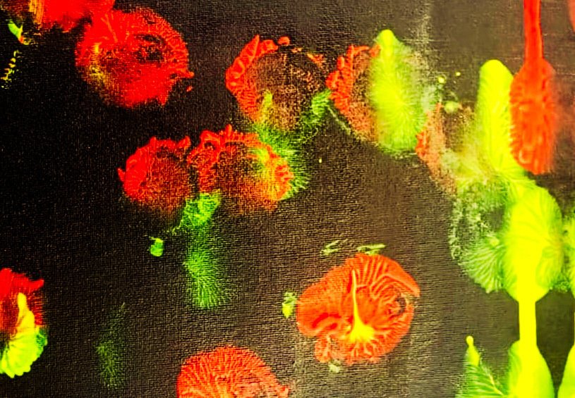 Giorgio Bergallo - CARNEVALE #2.1