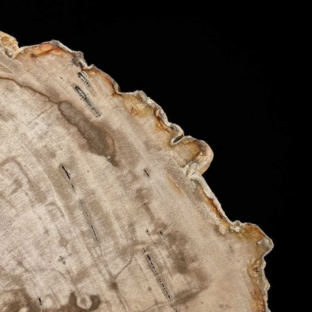 精彩的一片化石木片，放在定制的底座上 - 化石木材  (沒有保留價) #4.3