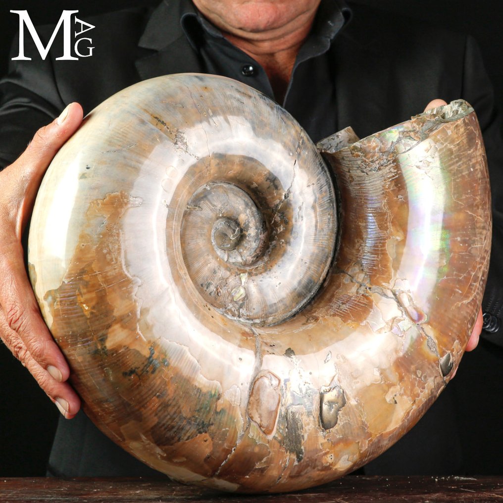 ¡Excelente! - Concha fosilizada - Fossil Ammonite Lytoceras sp. – Opalescent Surface - 390 mm - 330 mm #4.3