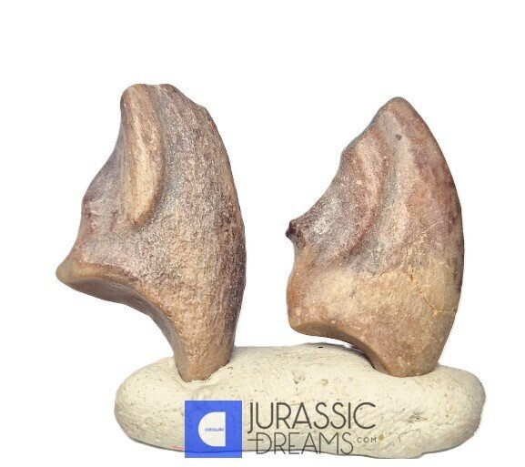Απολιθωμένο νύχι - Set of 2 Rare Partial Unidentified Theropod Dinosaur Claws - Lower Cretaceous Elrhaz Fm #1.0