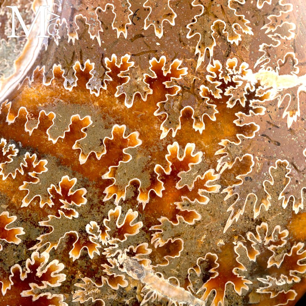 菊石化石 - Aioloceras (Cleoniceras) sp. - 非常珍贵的菊石标本 - 高度: 170 mm - 宽度: 150 mm- 855 g #2.1