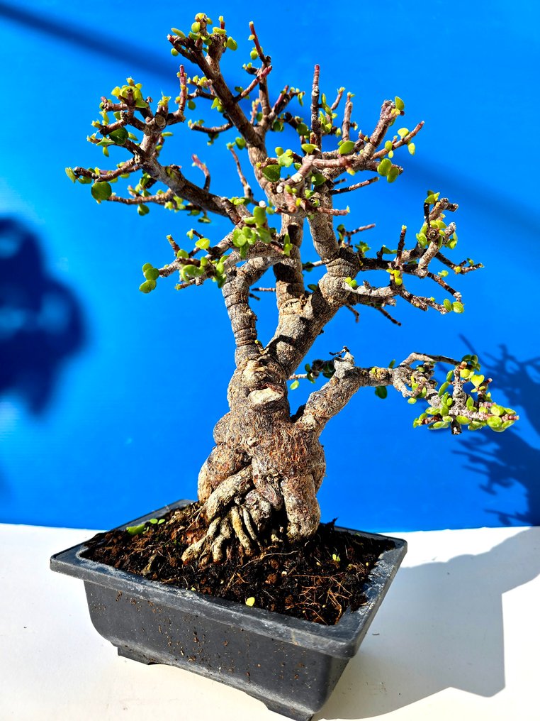 Portulacaria afra Μπονσάι από φελλό και μπράκ - Ύψος (Δέντρο): 33 cm - Βάθος (Δέντρο): 12 cm - Ισραήλ #2.1