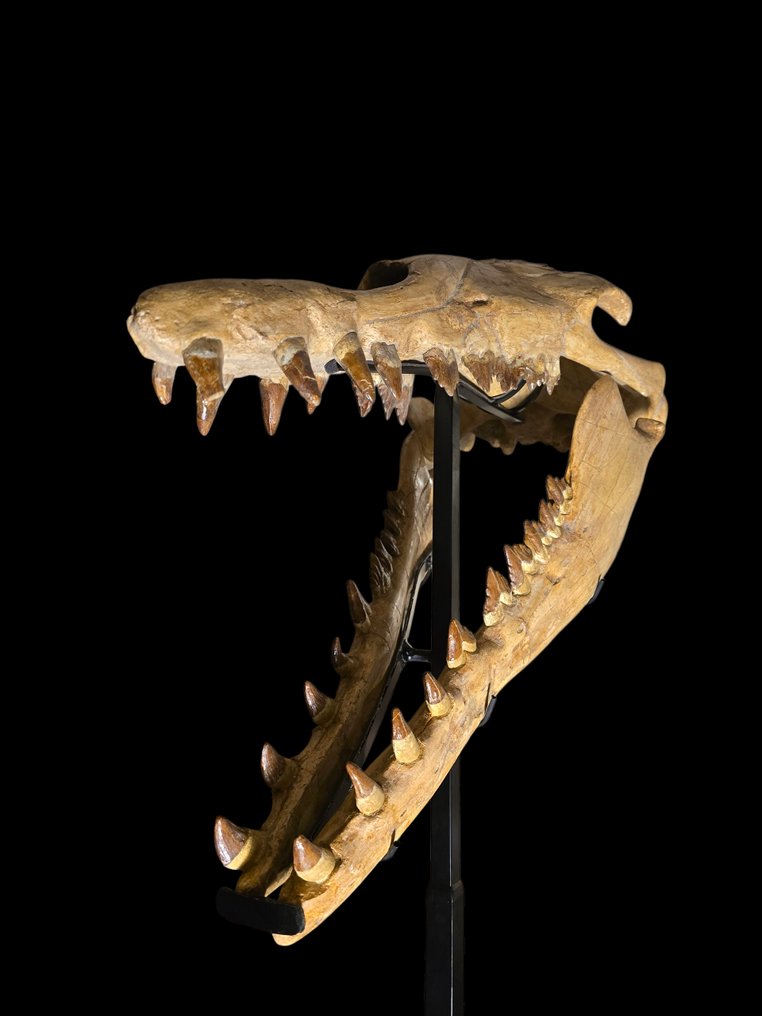 Basilosaurus - Fossil skull - Pezzo Unico - 168 cm - 80 cm #3.2