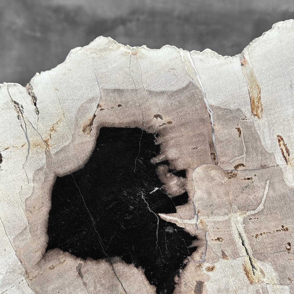 Εντυπωσιακή φέτα πετρωμένου ξύλου σε προσαρμοσμένη βάση. - Απολιθωμένο ξύλο  (χωρίς τιμή ασφαλείας) #4.3