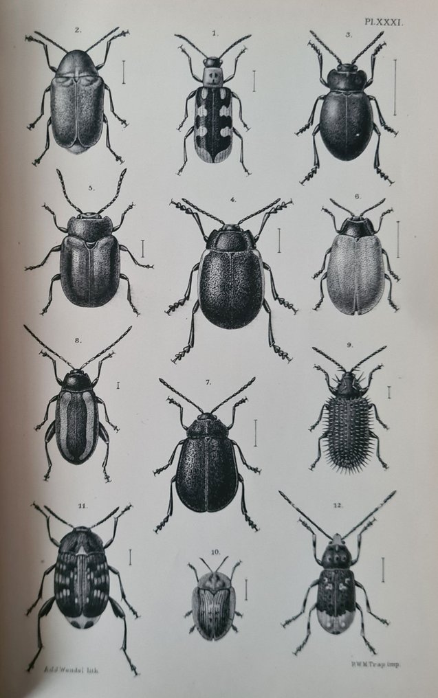 Johannes Theodorus Oudemans met 38 litho's - De Nederlandsche insecten - 1900 #1.0