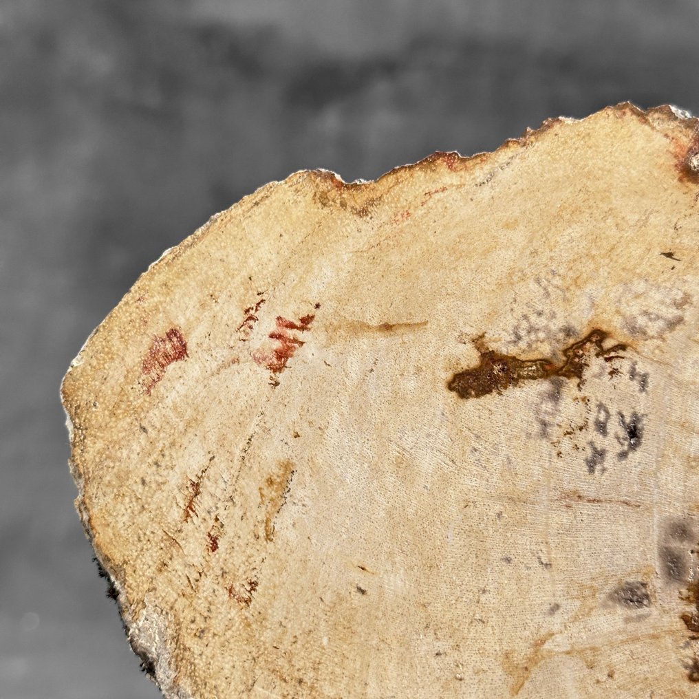 Lenyűgöző kövült fa szelet egy egyedi állványon. - Fafosszília  (Nincs minimálár) #3.2