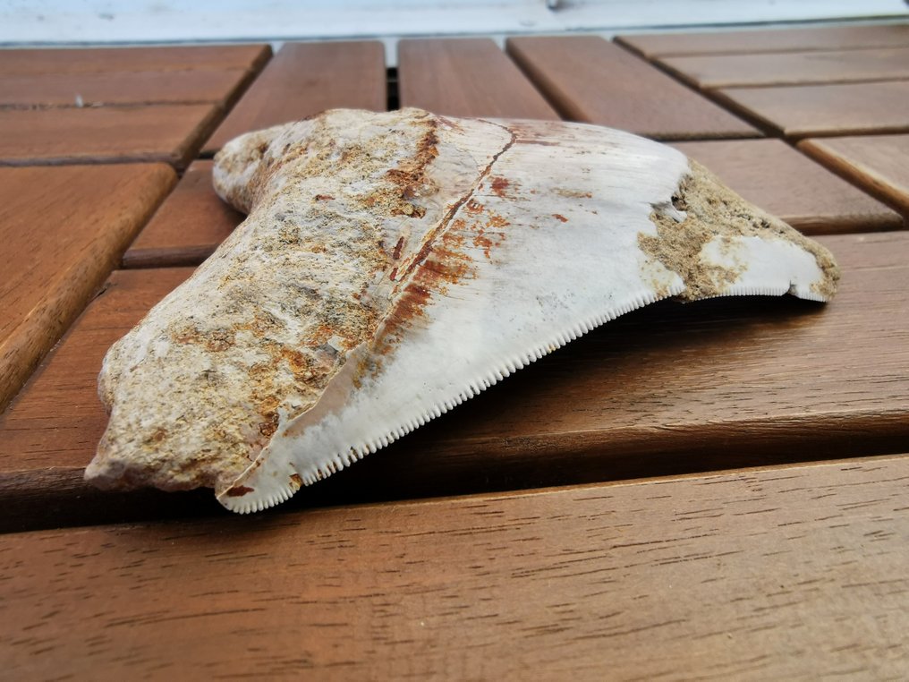 Megalodon - Dente fóssil - 11.47 cm - 9.29 cm  (Sem preço de reserva) #3.2