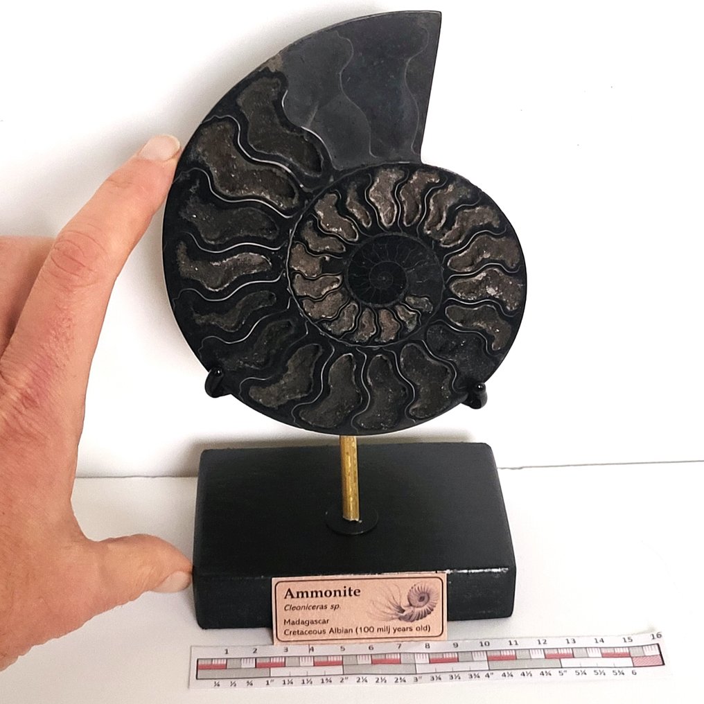 精彩的切割和抛光黑色菊石，手工展示 - 貝殼化石 - Aioloceras (Cleoniceras) sp. - 21 cm  (沒有保留價) #1.0
