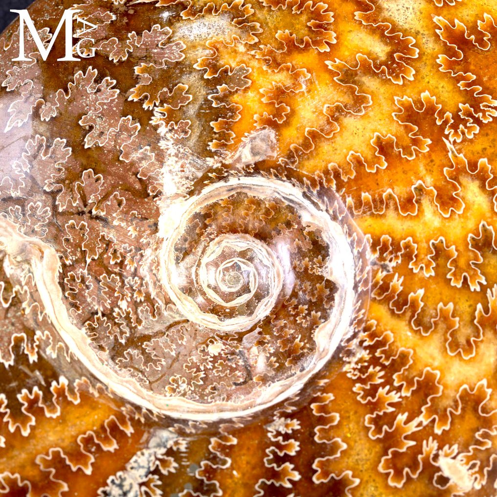 菊石化石 - Aioloceras (Cleoniceras) sp. - 非常珍贵的菊石标本 - 高度: 170 mm - 宽度: 150 mm- 855 g #3.2