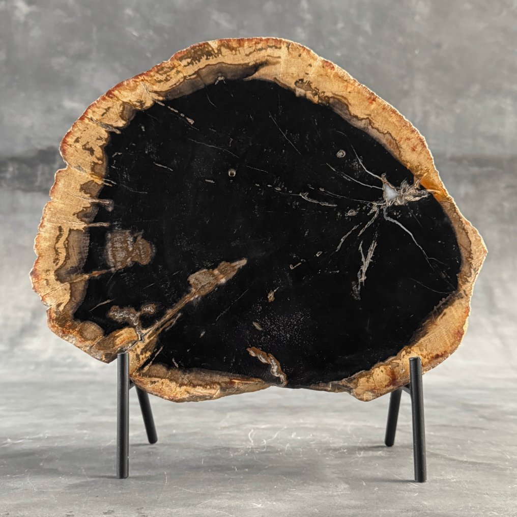 美妙的化石木切片，配有定制支架 - 化石木材  (没有保留价) #2.1