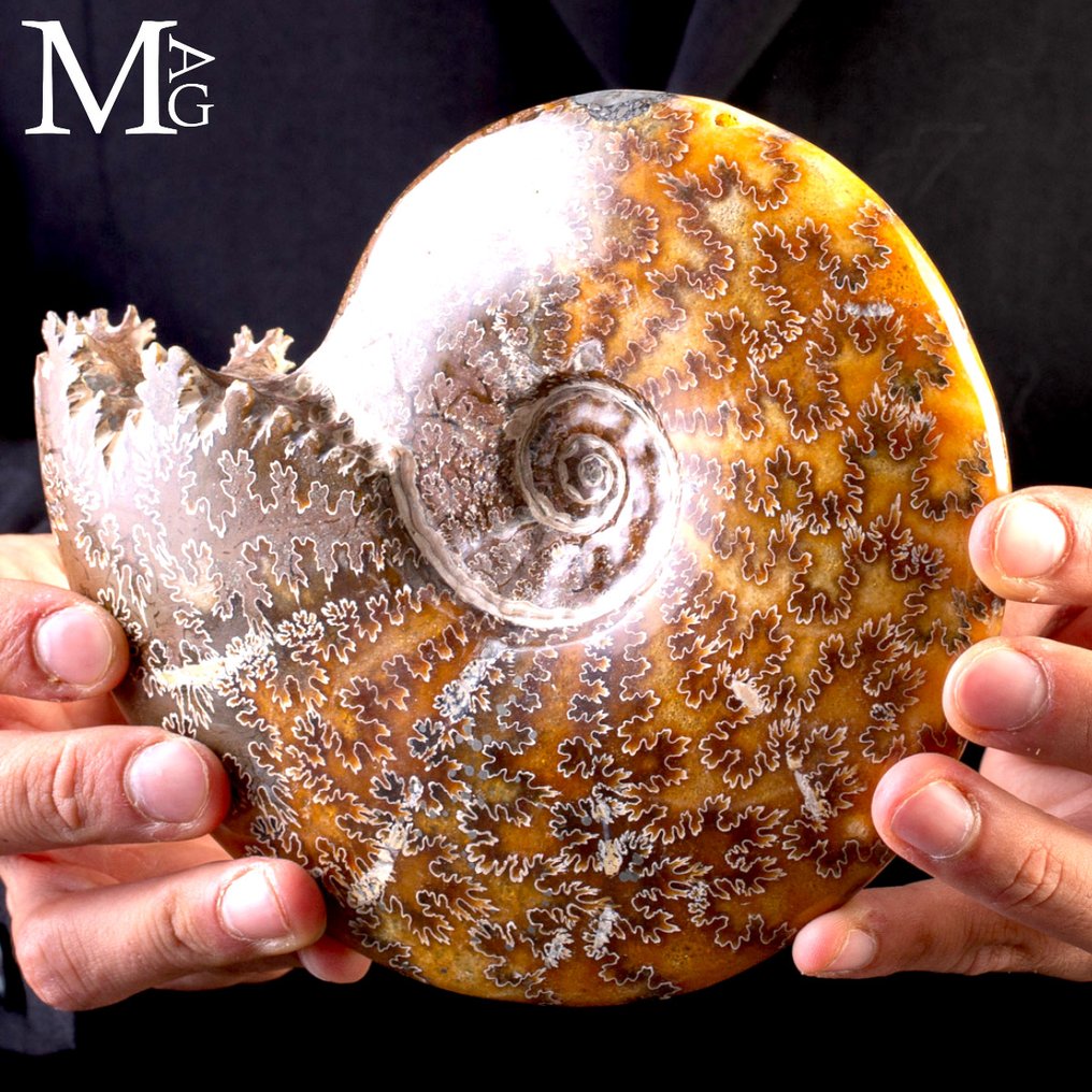 菊石化石 - Aioloceras (Cleoniceras) sp. - 非常珍贵的菊石标本 - 高度: 170 mm - 宽度: 150 mm- 855 g #1.0