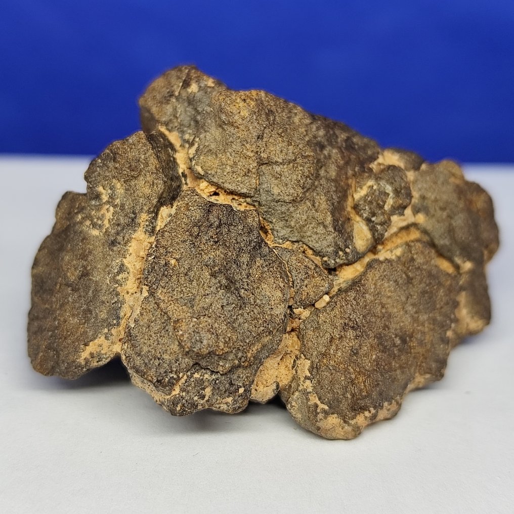 CHONDRIT de ENSTATIT!!! Provine din orbita lui Mercur! Meteoritul Al Haggounia 001, „EL4-7”. - 56.1 g #1.0