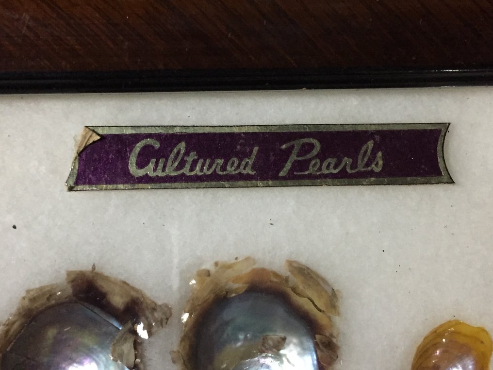 Μαργαριτάρι Βάση ταρίχευσης ολόκληρου σώματος - Cultural Pearl - 14 cm - 3 cm - 467 cm - Είδη που δεν ανήκουν στο CITES - 1 #4.3