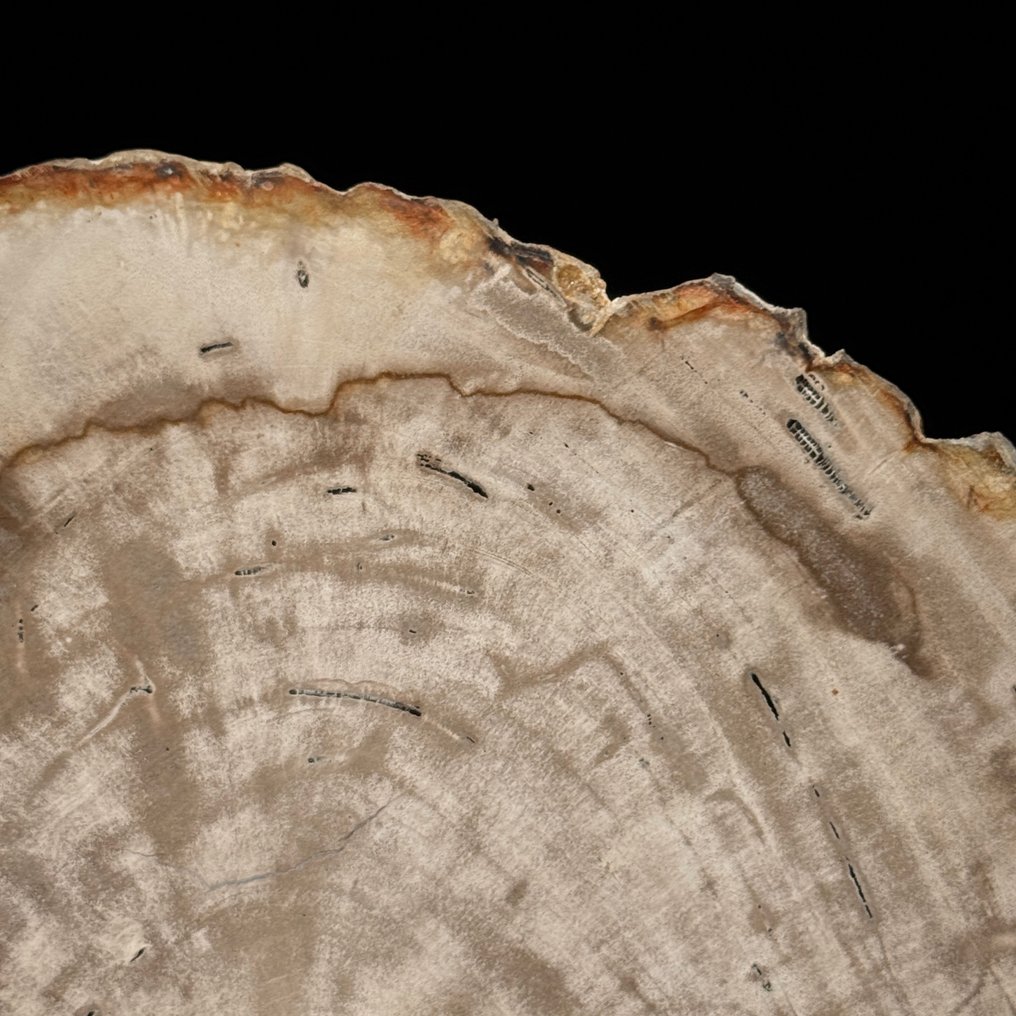 精彩的一片化石木片，放在定制的底座上 - 化石木材  (沒有保留價) #3.2