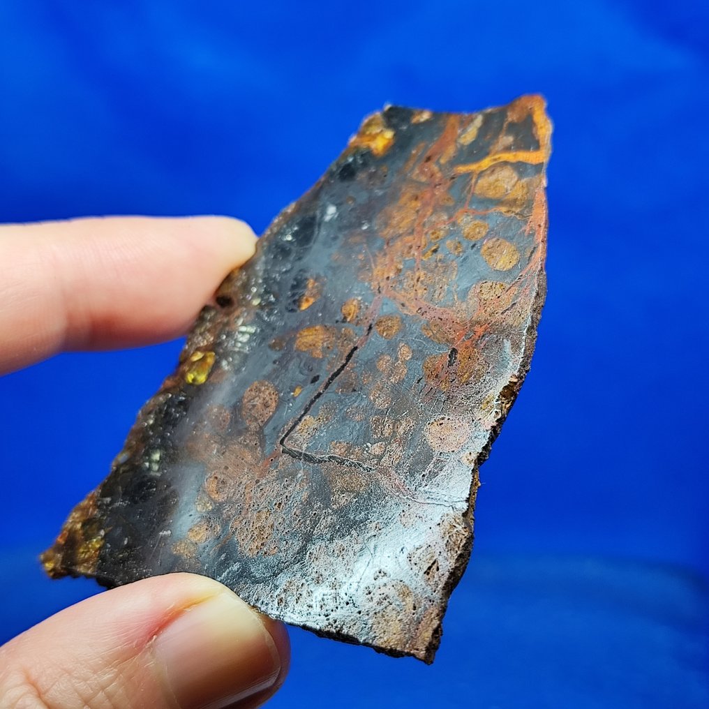 PALLASITE JEPARA（印度尼西亚，2008） Slice XL - 32.95 g #1.0