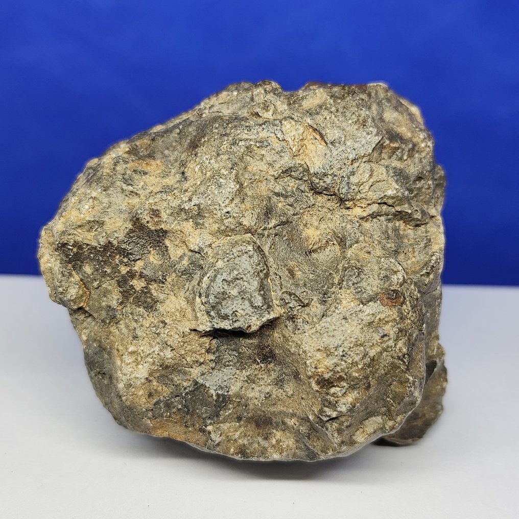XL MUSEUM new "JIKHARRA 001" (Libya, 2022). EUCRITE METEORITE -achondrite from VESTA- - 247.6 g #1.0