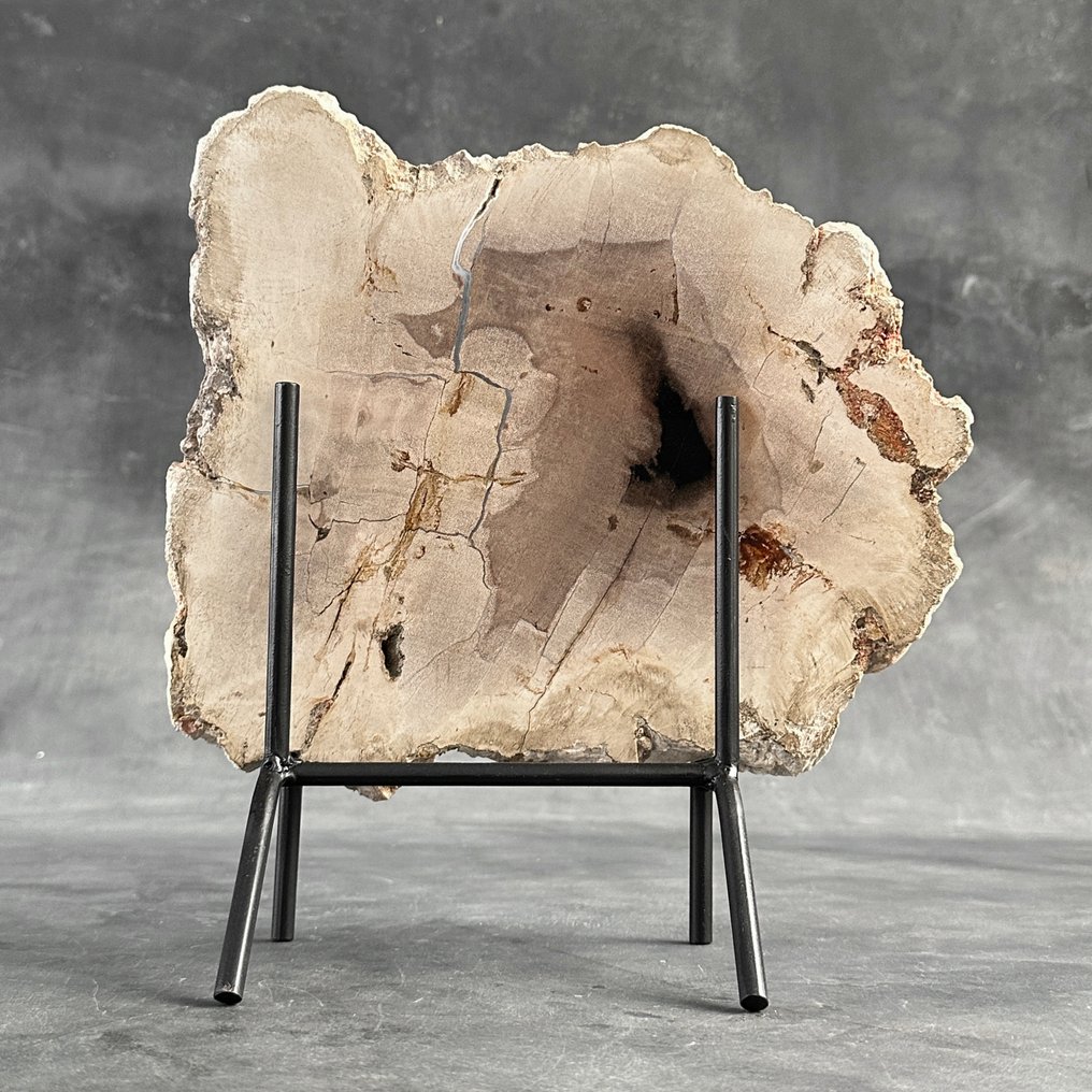 Εντυπωσιακή φέτα πετρωμένου ξύλου σε προσαρμοσμένη βάση. - Απολιθωμένο ξύλο  (χωρίς τιμή ασφαλείας) #1.0