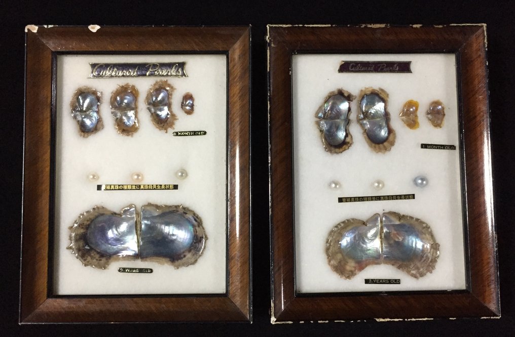 Μαργαριτάρι Βάση ταρίχευσης ολόκληρου σώματος - Cultural Pearl - 14 cm - 3 cm - 467 cm - Είδη που δεν ανήκουν στο CITES - 1 #1.0