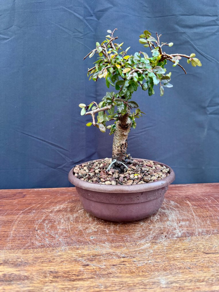 Κινεζική φτελιά μπονσάι (Ulmus parviflora) - Ύψος (Δέντρο): 18 cm - Βάθος (Δέντρο): 17 cm - Ιταλία #2.1