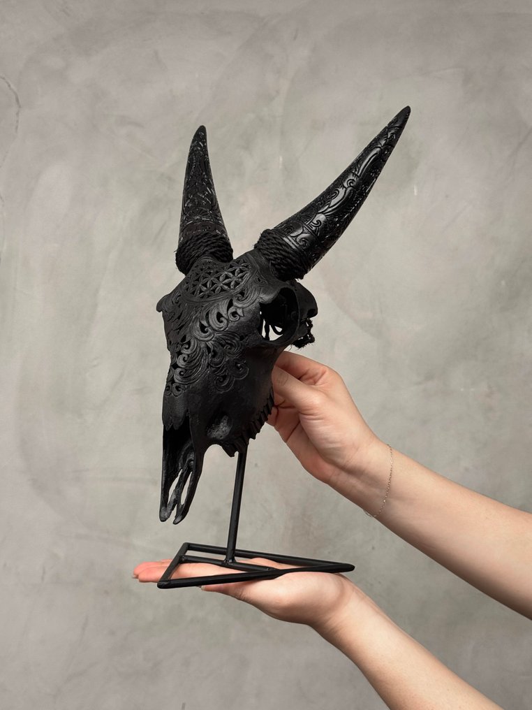 无底价 - 真品手工雕刻黑山羊头骨，带雕刻角 - 生命之花图案 雕刻的颅骨 - Capra aegagrus - 38 cm - 21 cm - 16 cm- 非《濒危物种公约》物种 -  (1) #3.2