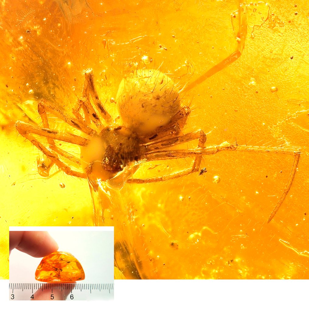 Amber - Amber - Spider - 29 mm - 16 mm  (No reserve price) #1.0