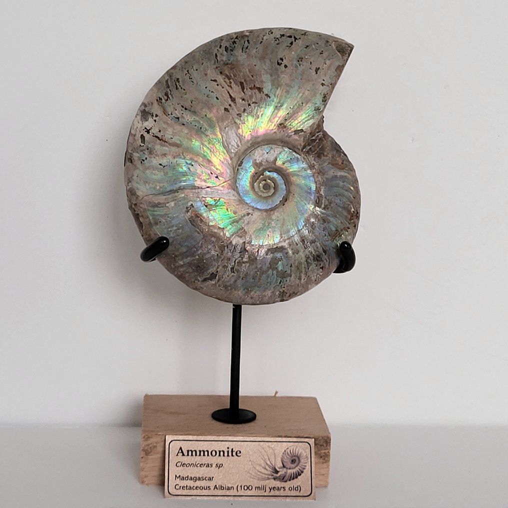 稀有彩虹色菊石化石，放置在定制木质底座上 - 貝殼化石 - Aioloceras (Cleoniceras) sp. - 19 cm  (沒有保留價) #2.1