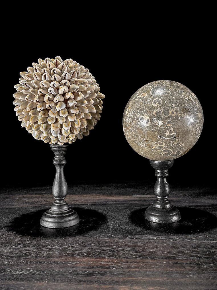 Ornement décoratif (2) - NO RESERVE PRICE - Wonderful Pair of Shell Ball & Turritella Sphere on custom stands - Indonésie #1.0