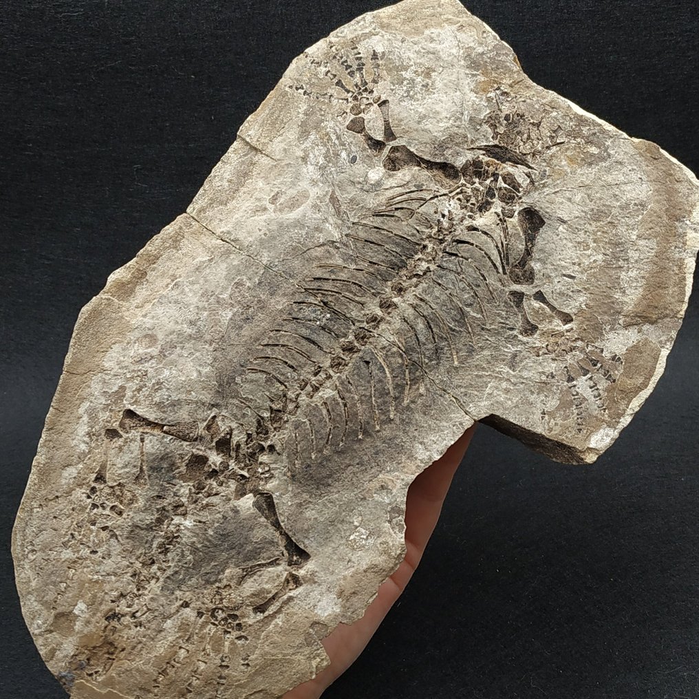 Fossil Reptile - Fossilised animal - Barasaurus besairiei #1.0