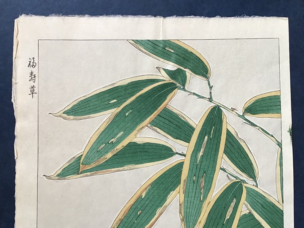 Adonis 福寿草orフクジュソウ Fukujuso - Kawarazaki Shodo 河原崎奨堂 (1889-1973) - Published by Unsodo - Ιαπωνία #1.0