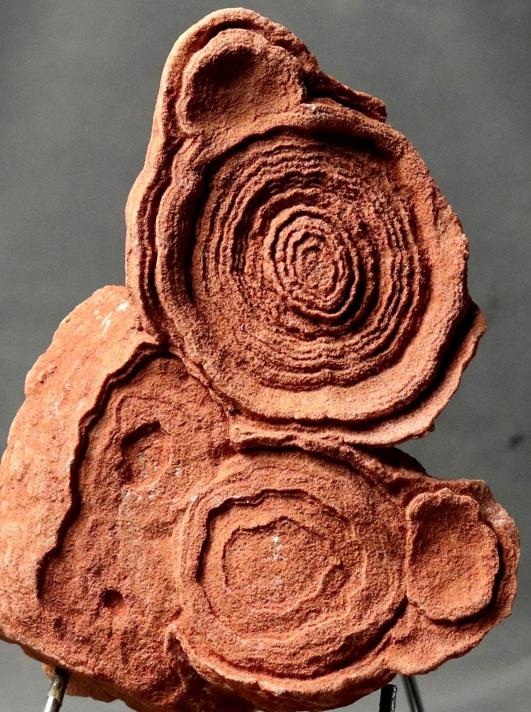 Dekorativ fossiliserad stromatolit på elegant stålstativ - Fossiliserad växt - 18 cm - 14.5 cm (Utan reservationspris) #2.1