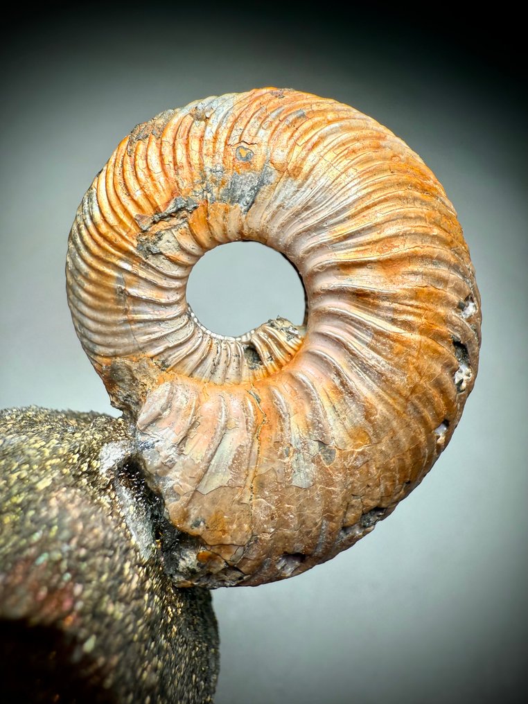 Superb decorative ammonite - Fossilised shell - Kosmoceras phacinum  (No Reserve Price) #2.1