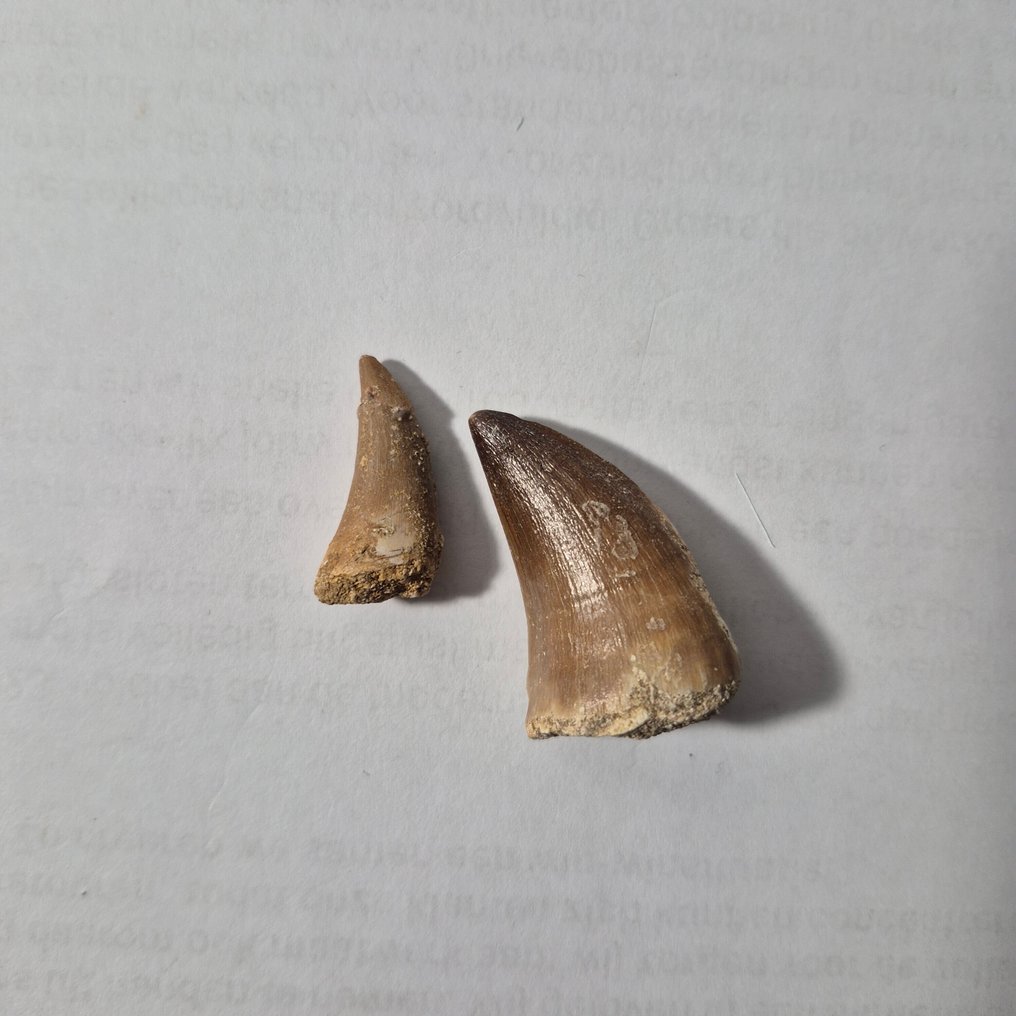 Mosasaur - Fossil tooth - Tanden in displays - 12 cm - 12 cm (No Reserve Price) #2.1