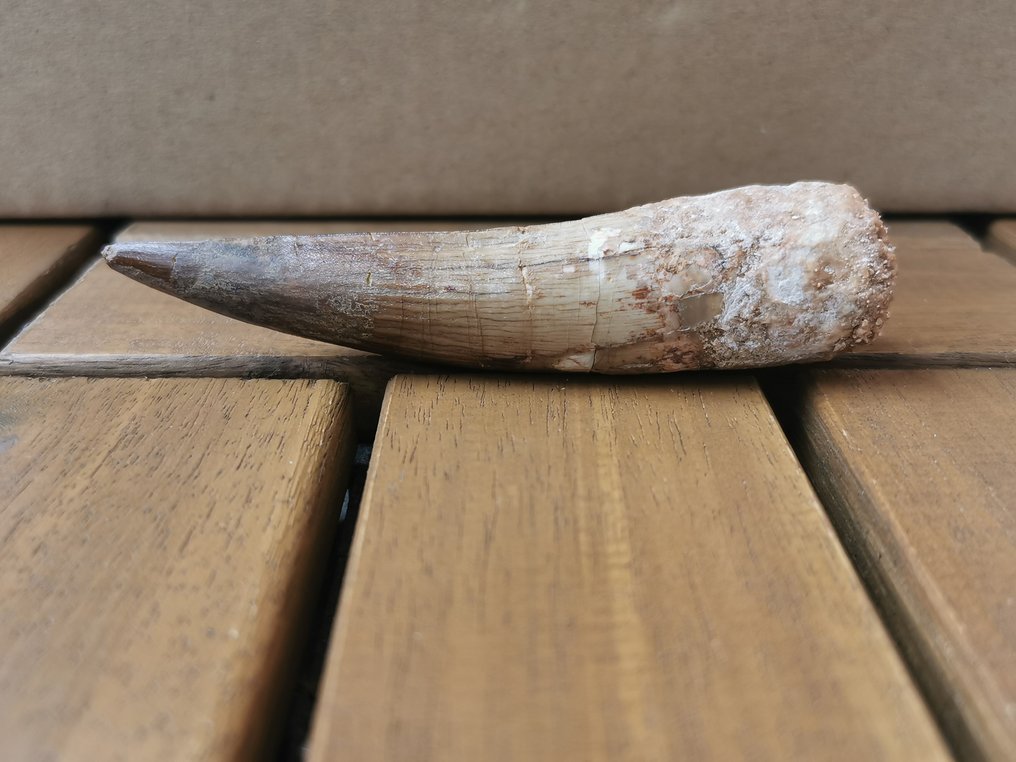 Spinosaur - Fossil tooth - 9.17 cm - 1.89 cm  (No Reserve Price) #2.1