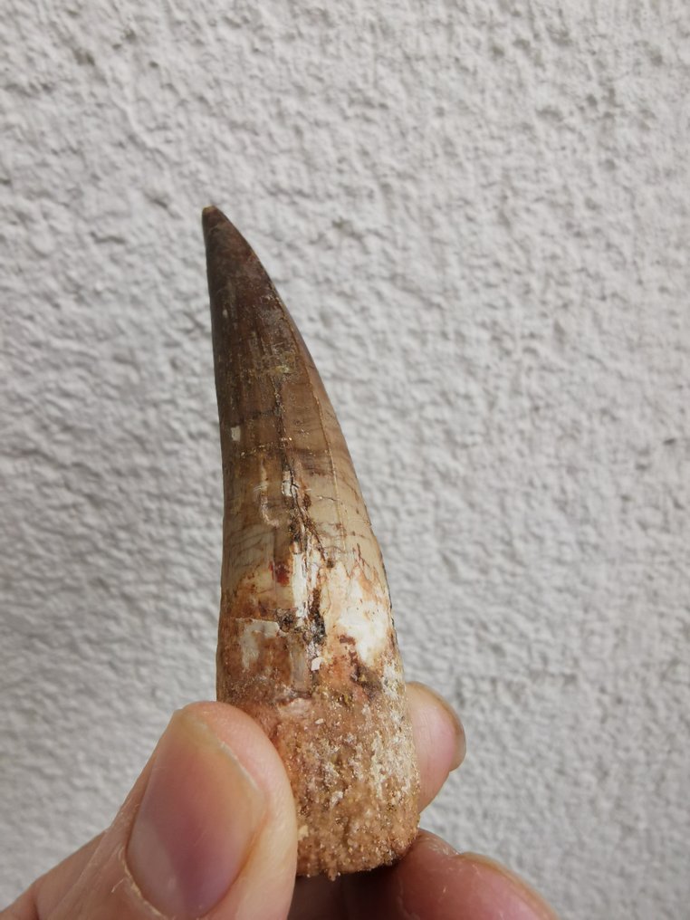 Spinosaur - Fossil tooth - 9.17 cm - 1.89 cm  (No Reserve Price) #1.0