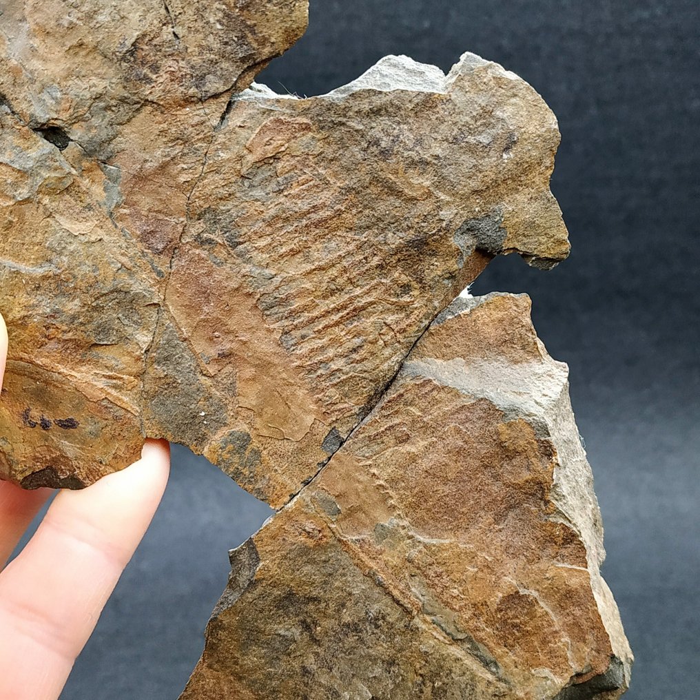 Very Rare Radiodont -  frontal appendages - Fossil plate matrix - Aegirocassis benmoulai #1.0