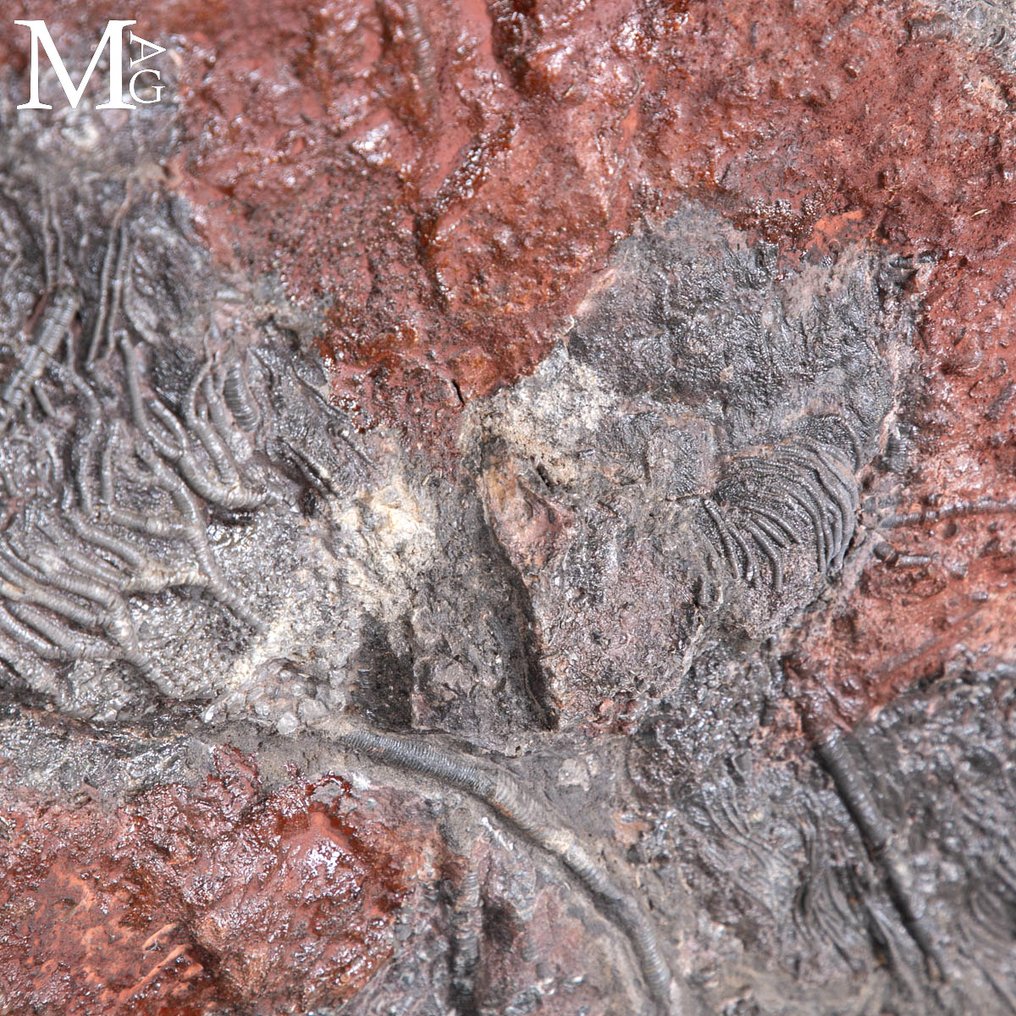 Wonderful Silurian crinoid fossil slab from Boutschrafin - Fossil mortality plate - Scyphocrinites Elegans - 842 mm - 854 mm #3.2