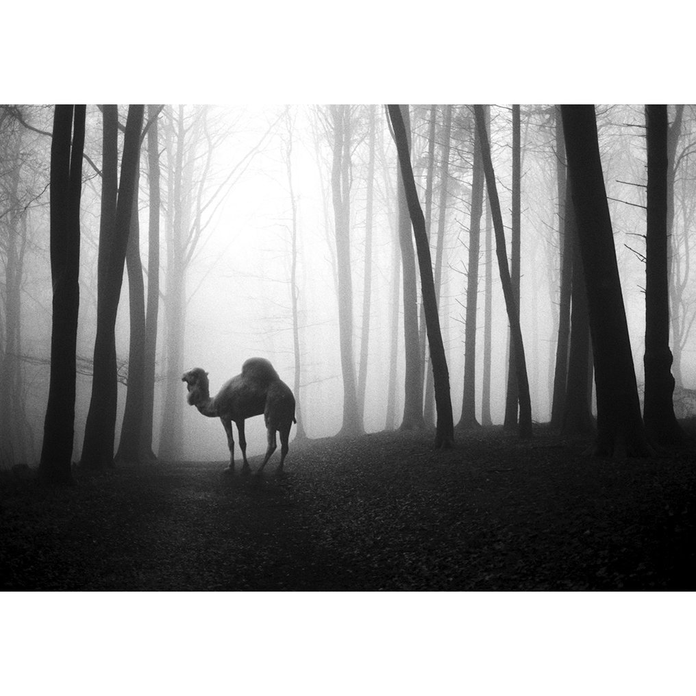 Frank Machalowski - Two framed photographs from the series 'Tierwald' #2.1