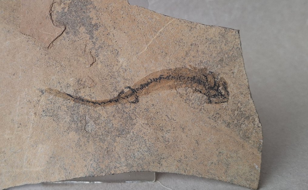 Branchiosaurus - Fossilised animal - Apateon pedestris  (No Reserve Price) #1.0