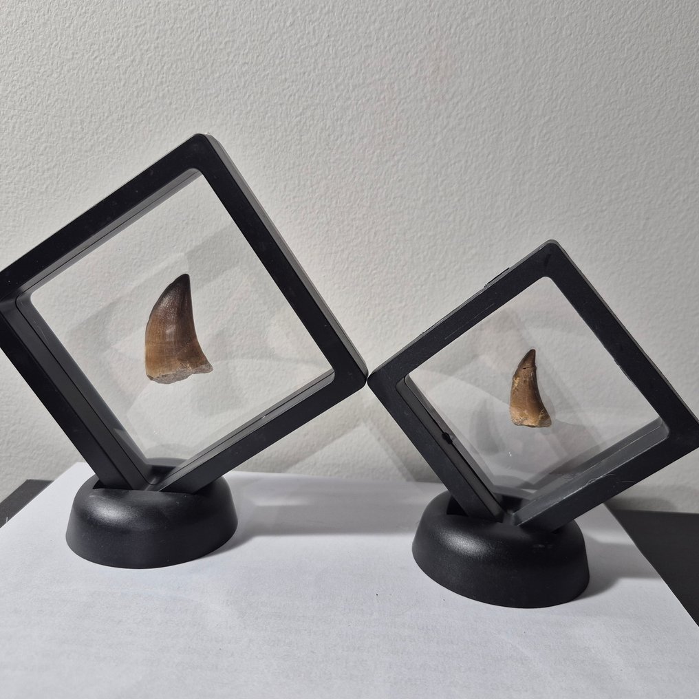 Mosasaur - Fossil tooth - Tanden in displays - 12 cm - 12 cm (No Reserve Price) #1.0