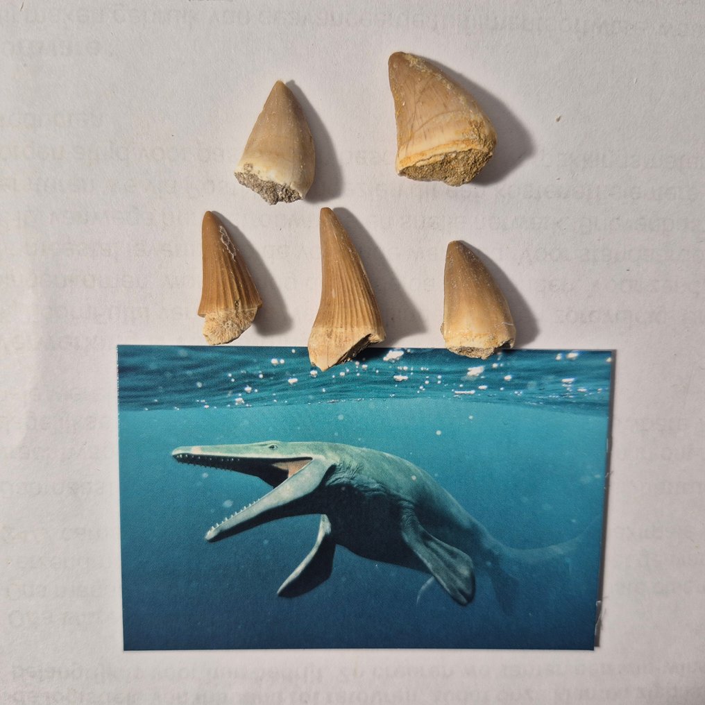 Dinoszaurusz Fog - Mosasaurus - 7 cm - 5 cm - 7 cm - (5) #1.0