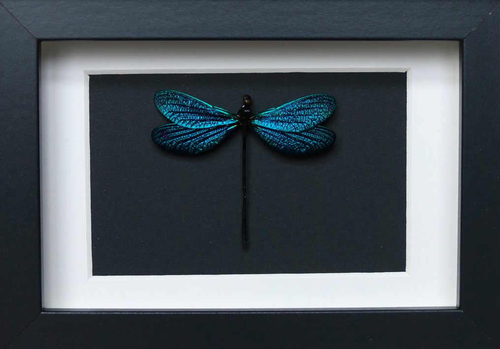 Libellula Allestimento tassidermico a corpo intero - Vestalis melania - 10 cm - 15 cm - 2 cm - Specie non CITES - 1 #4.3
