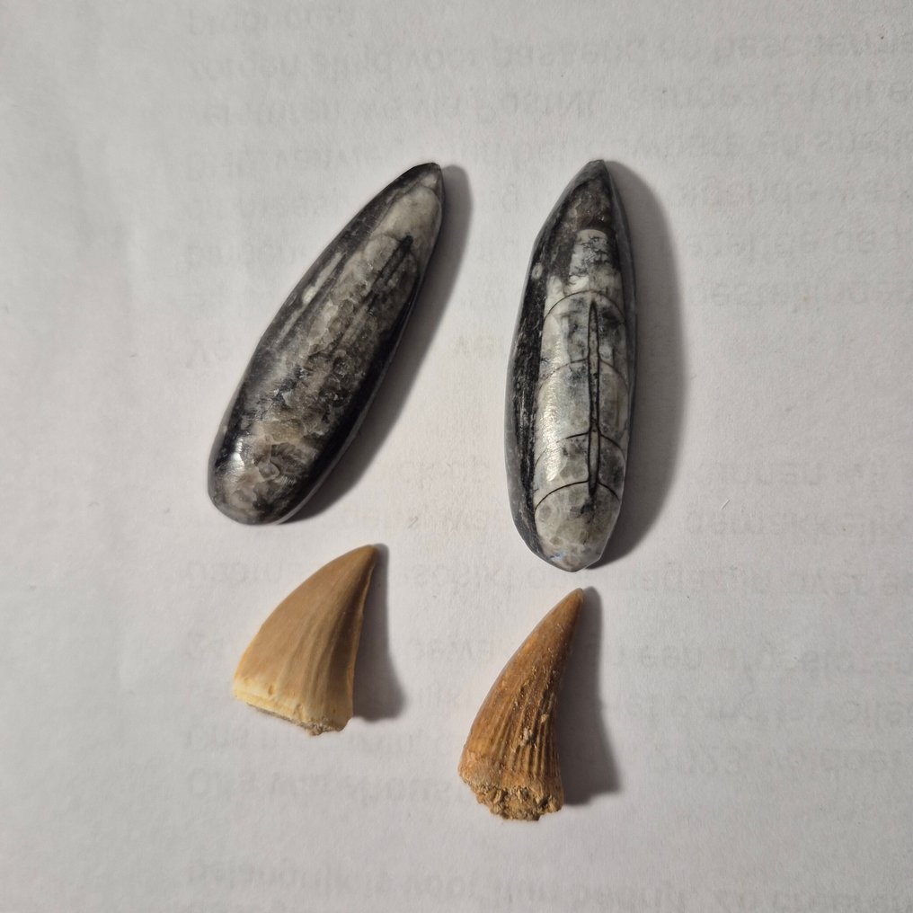 Fossiel - Fossiele tand - Bijzondere set van 4unieke fossielen - 2x Mosasaurus Tand - 2x Orthoceras Fossil - 7 cm - 5 cm (Zonder Minimumprijs) #4.3
