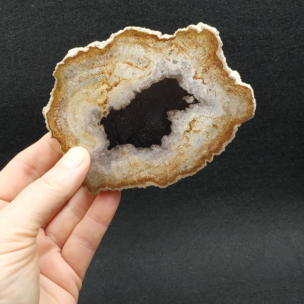 Fossilised wood - Dryobalanoxylon sp.  (No Reserve Price) #2.1