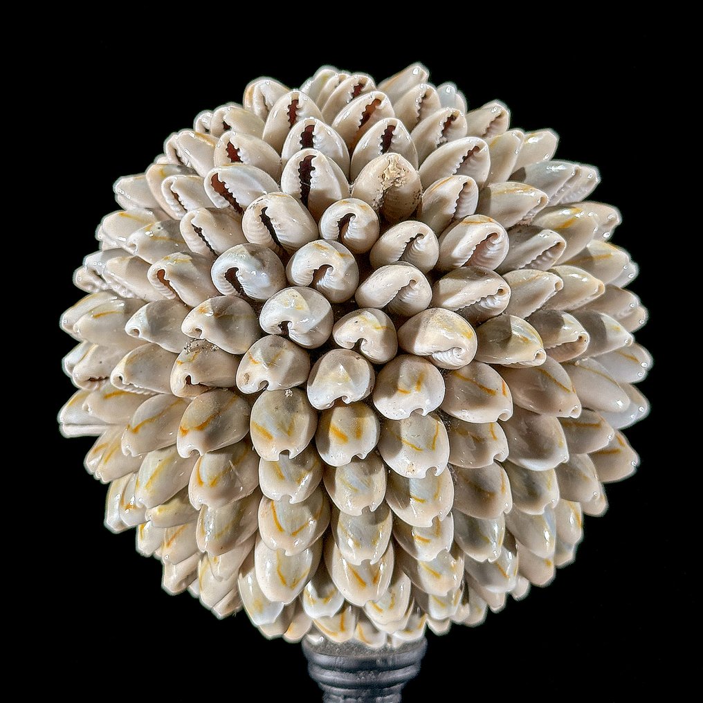 Ornement décoratif (2) - NO RESERVE PRICE - Wonderful Pair of Shell Ball & Turritella Sphere on custom stands - Indonésie #3.2