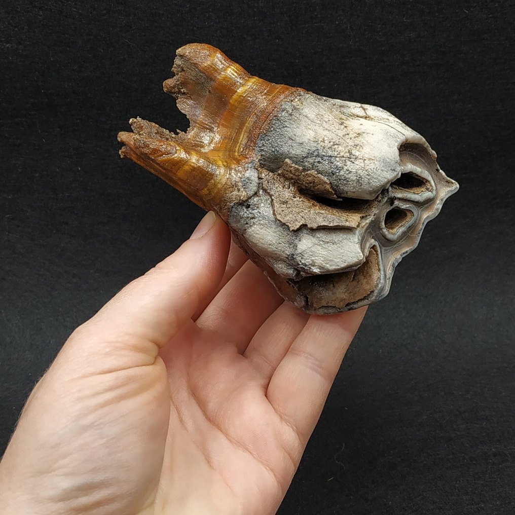 Woolly Rhino - Fossil tooth - Coelodonta antiquitatis #1.0