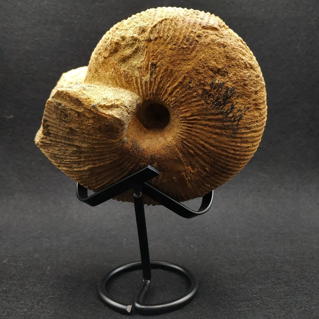 Large Beautiful Ammonite - Fossilised animal - Macrocephalites macrocephalus  (No Reserve Price) #4.3